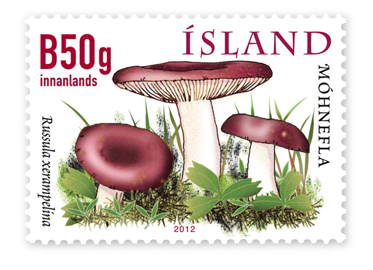 Roter Herings-Täubling Roter Herings-Täubling